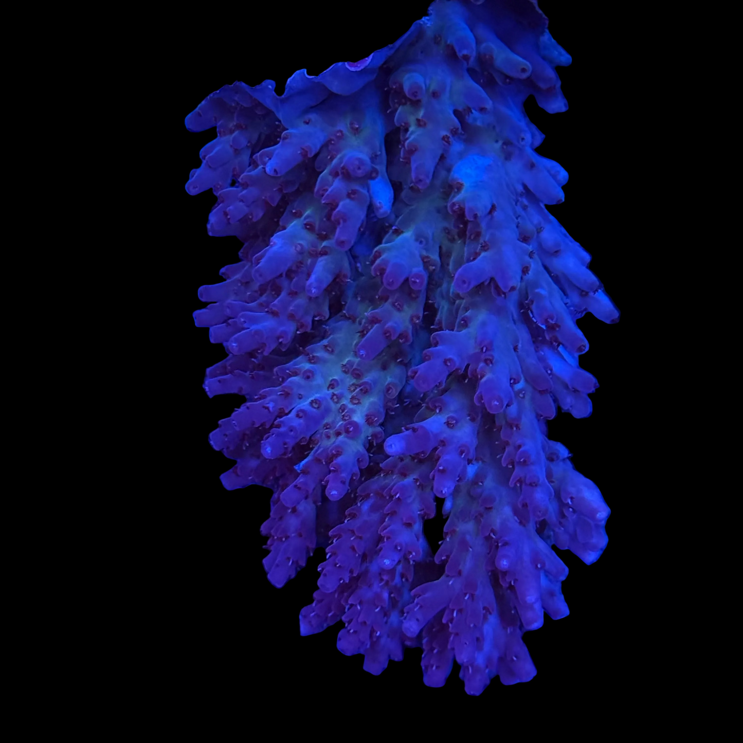 Aussie Acropora Granulosa Wysiwyg