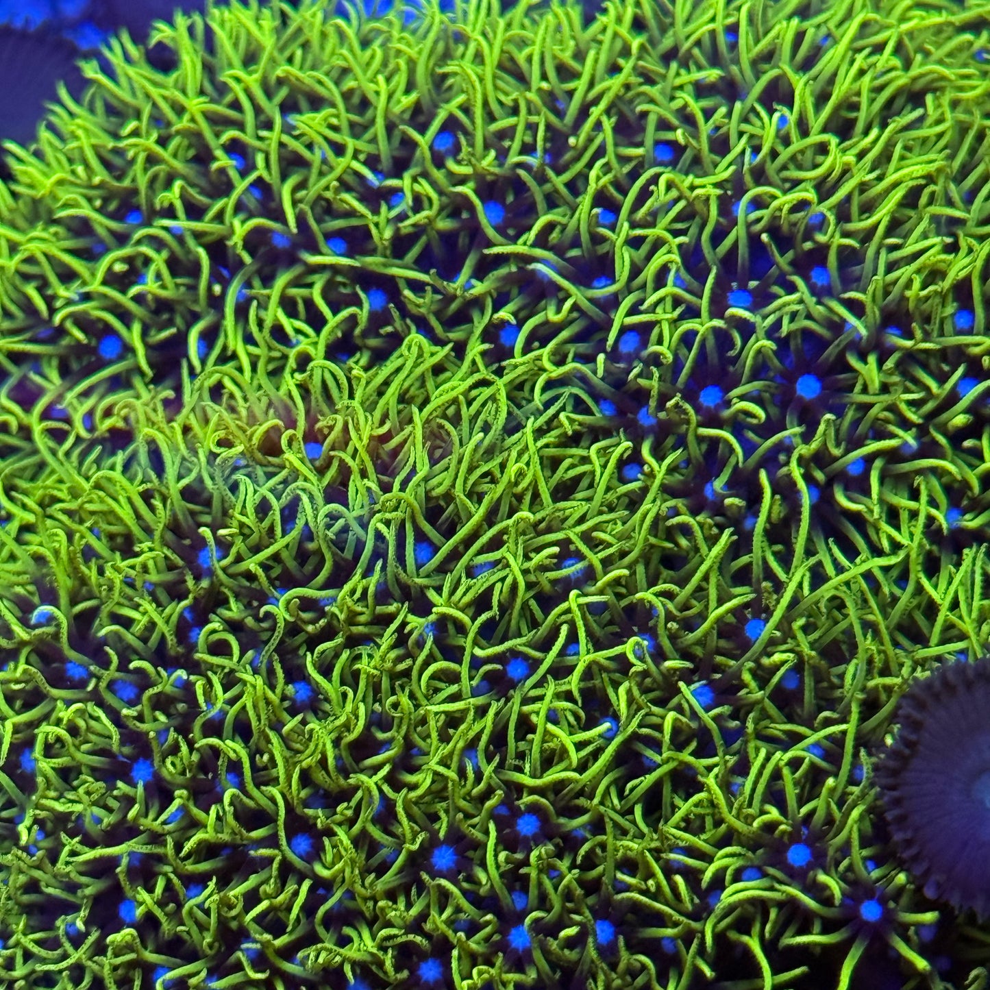 Green Star Polyps
