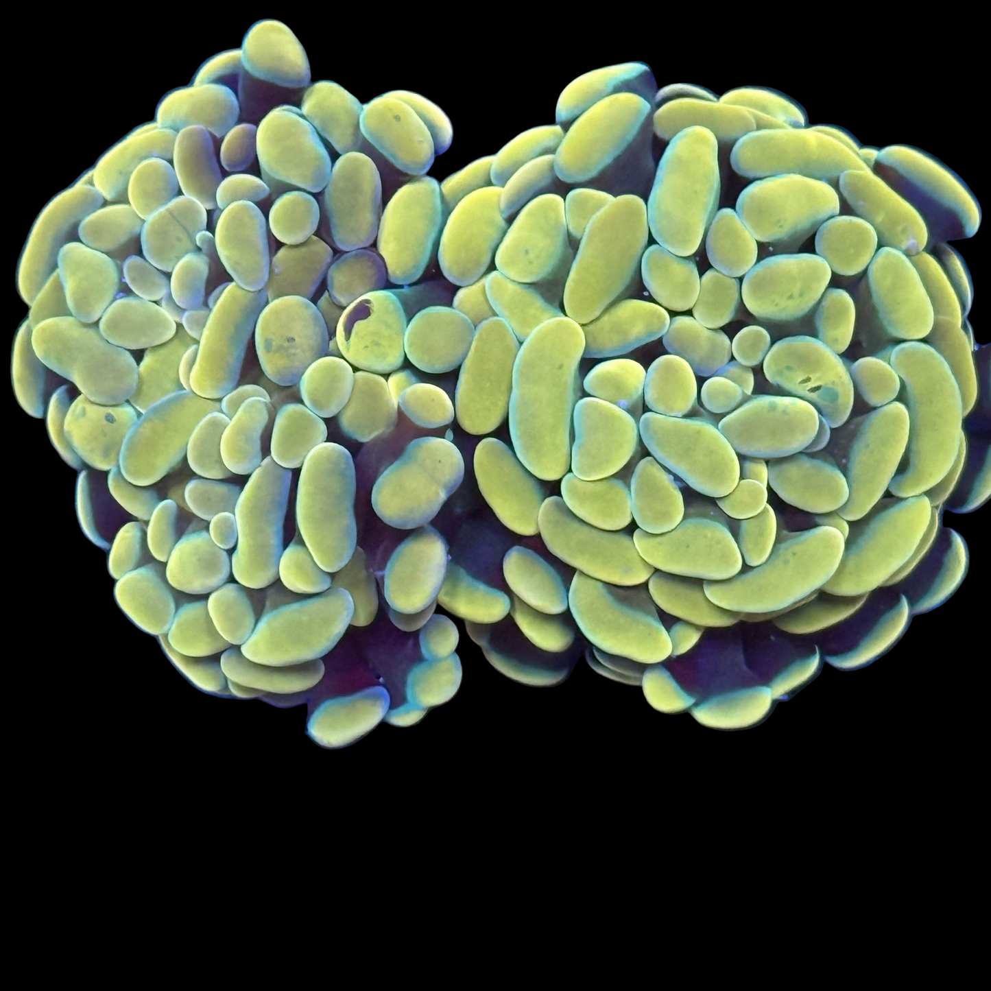 Gold Tip Branching Hammer