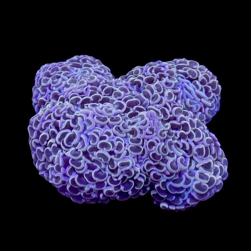 Wall Hammer Rainbow Tip Lg Wysiwyg