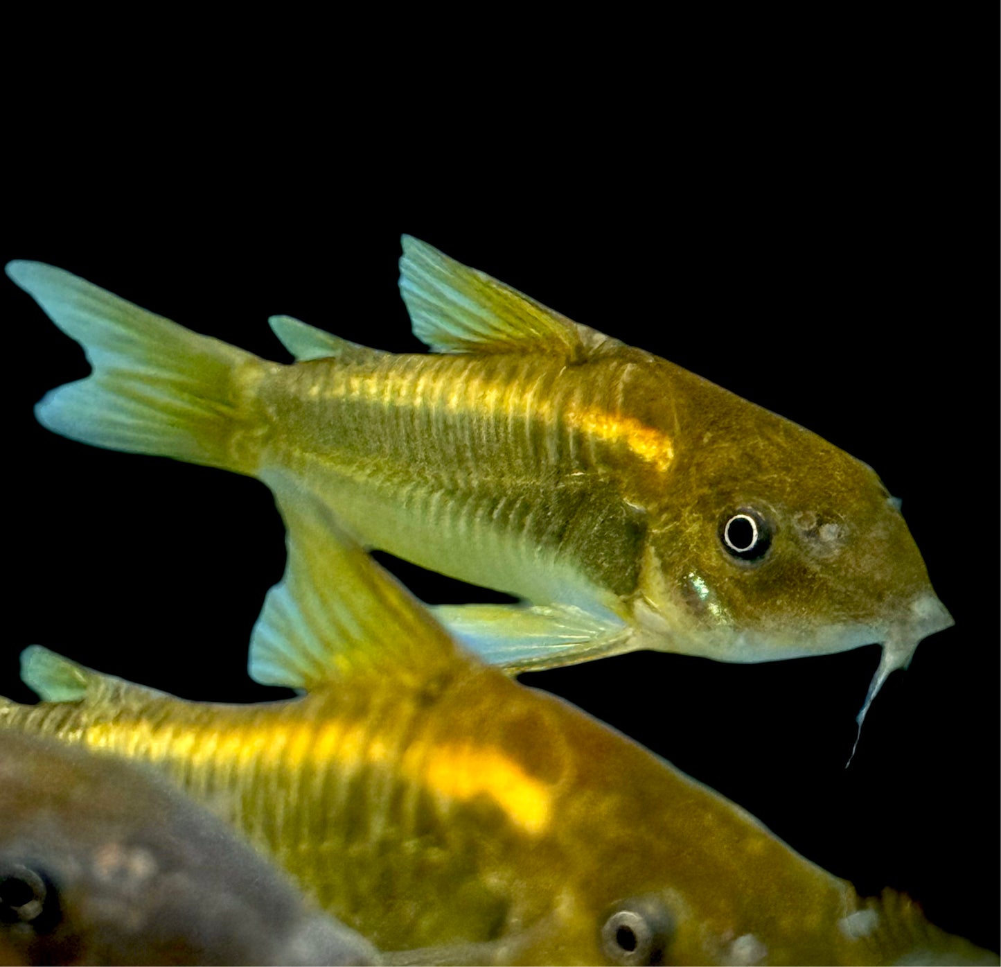 CW010 Orange Laser Corydoras