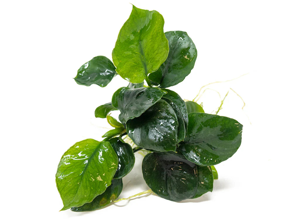 Gold Coin Anubias (Anubias barteri “Round Leaf”)