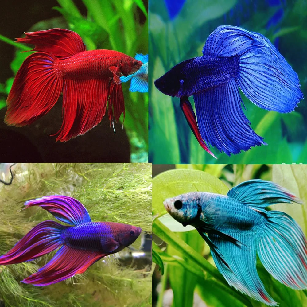 Betta Veiltail Male Mixed Colours