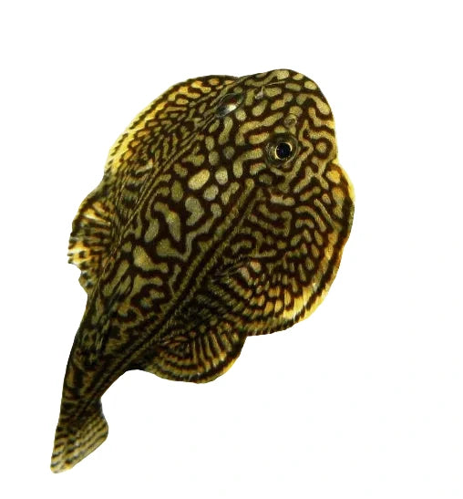 Hillstream loach - Reticulated Concrete Blonde Aquatics