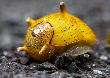 Yellow Horned Nerite Snail (clithon sp.)