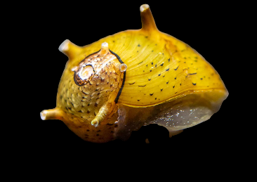 Yellow Horned Nerite Snail (clithon sp.)