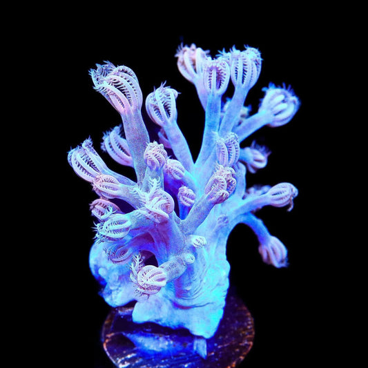 Vargas Cespitularia frag