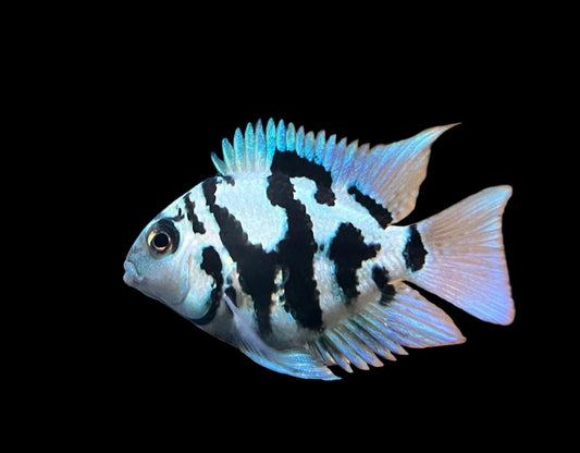 Polar Blue Parrot 2-3” - Amphilophus citrinellus