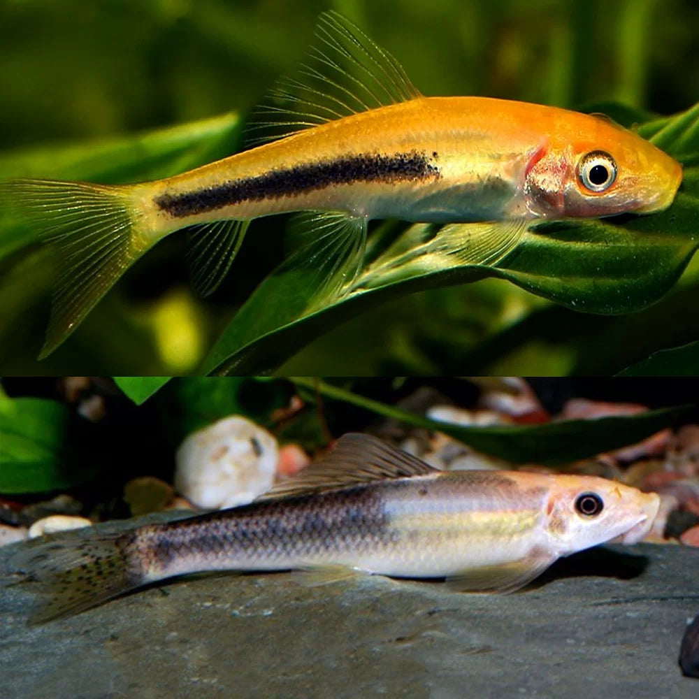 Chinese Marble Algae Eater