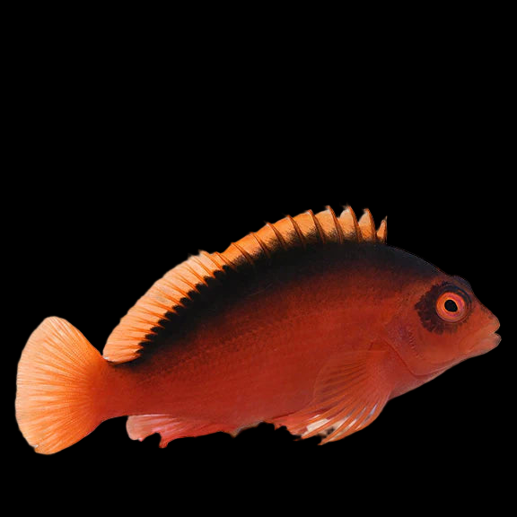 Flame Hawkfish