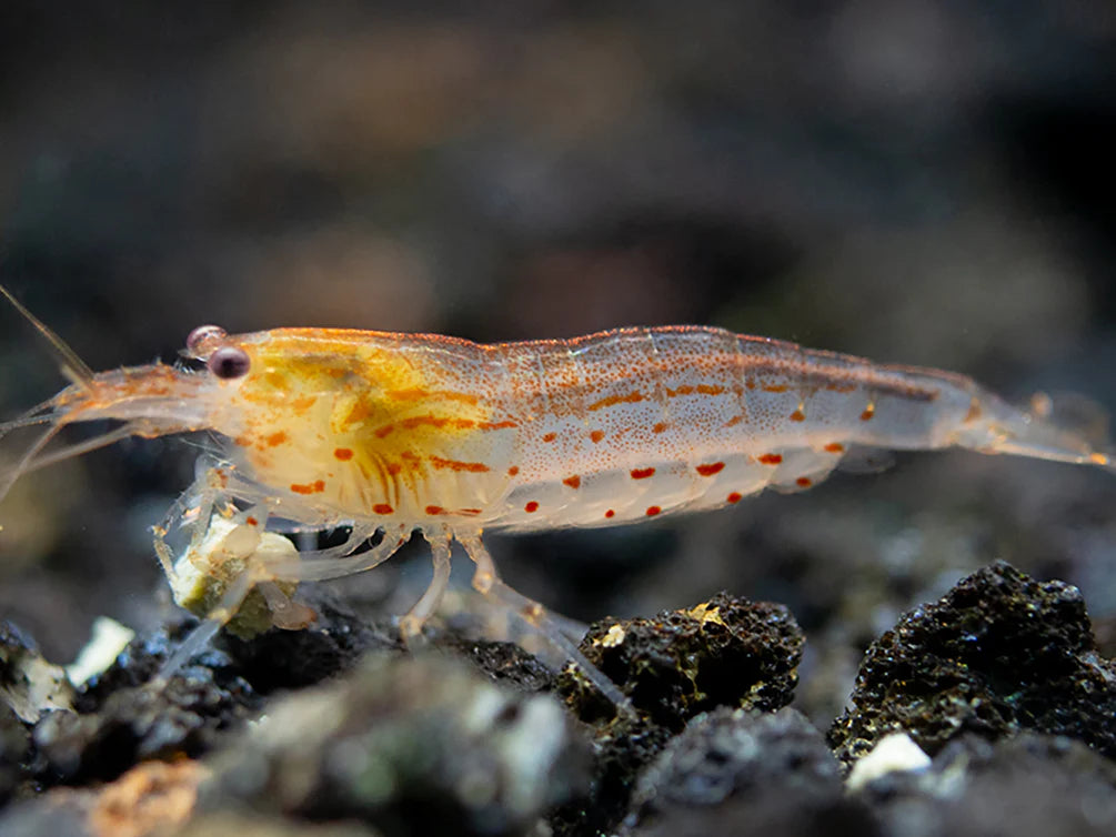 Sun Orange Amano Shrimp - Taiwan Caridina japonica
