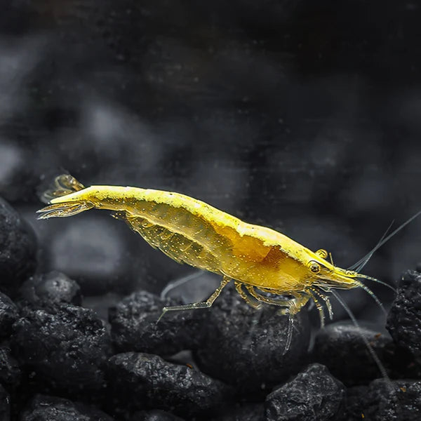 Gold Flake Shrimp (Neocaridina)