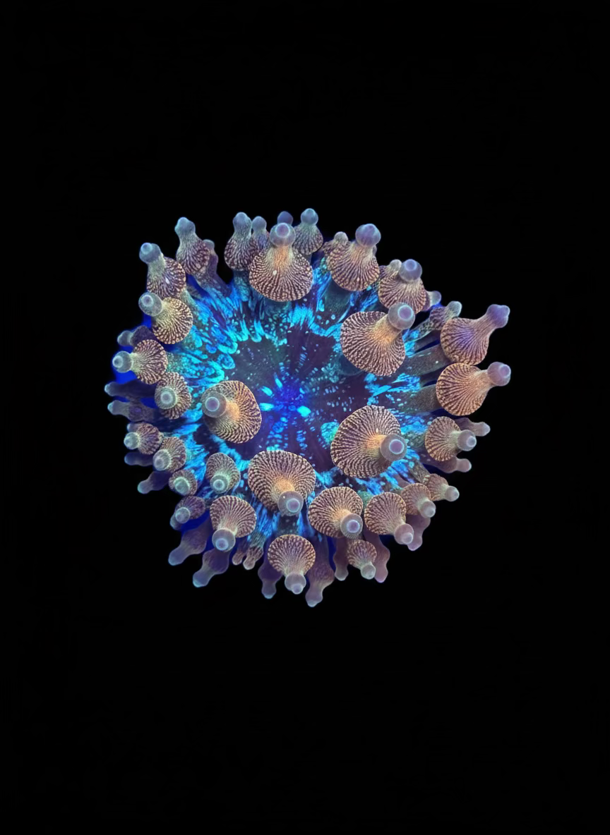 Snowflake Bubbletip Anemone Small