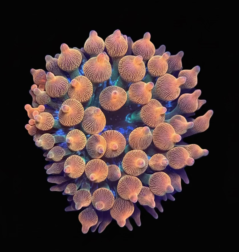 Red Bubbletip Anemone