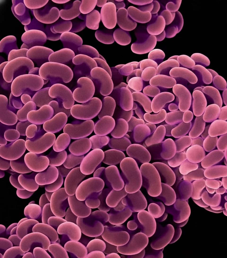 Rose Gold Branching Hammer