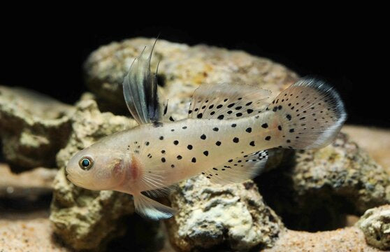 Fresh Water Knight Goby - Stigmatogobius sadanundio india