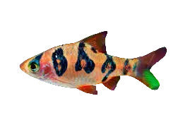 Rhombo snakeskin Barb Concrete Blonde Aquatics