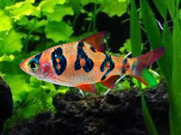 Rhombo snakeskin Barb