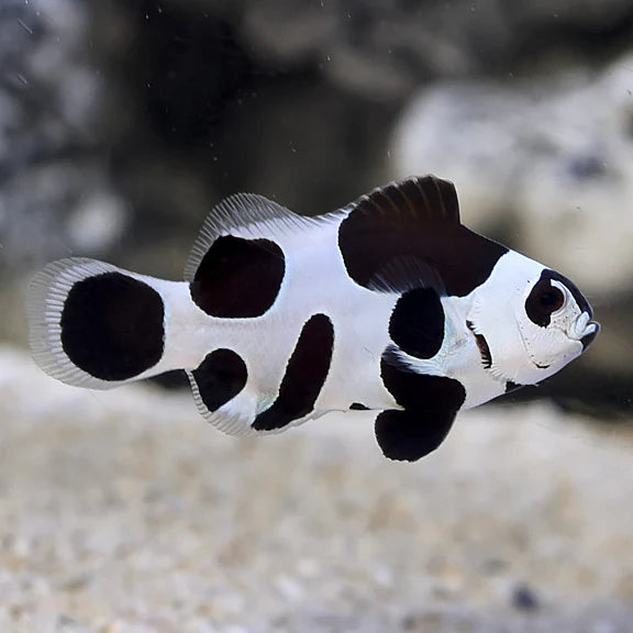 Captive Bred Black Super Storm Clownfish