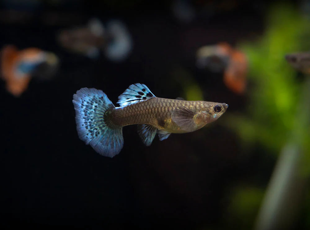 Female "Red" Mosaic Guppy