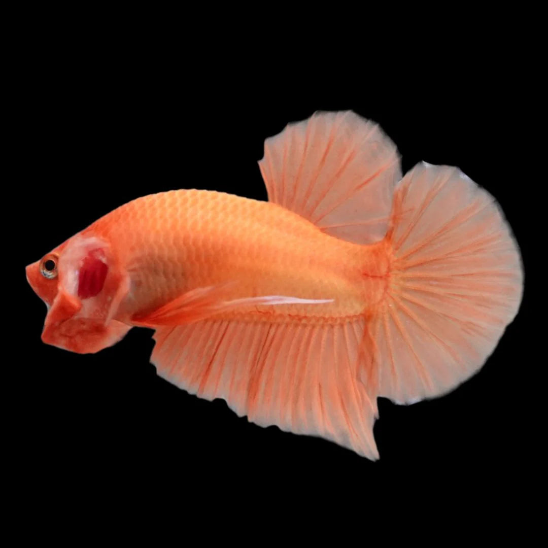 Plakat Halfmoon Super Orange Betta