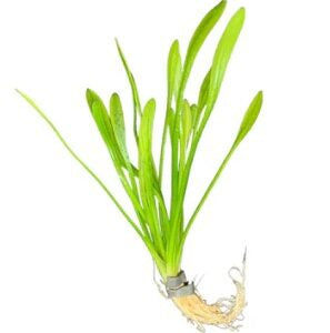 Sagittaria platypphylla - Chilliensis