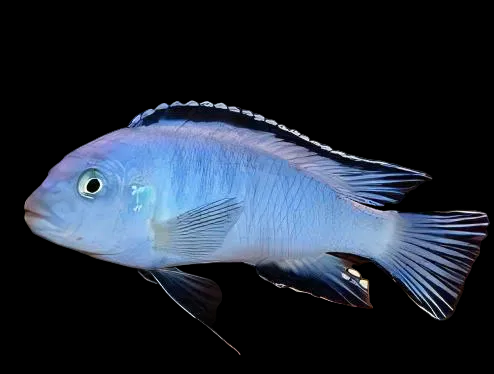 Pindani Cichlid (Large)