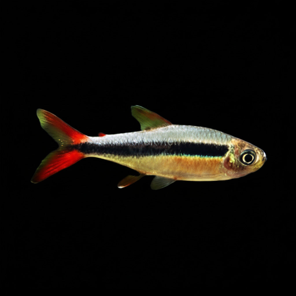 Red Tail Penguin Tetra Concrete Blonde Aquatics