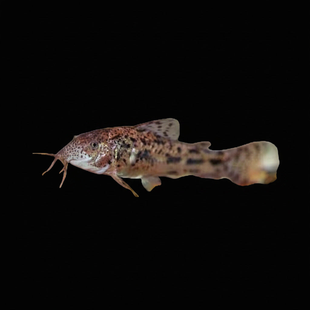 Darkspot Bulldog Cory - Aspirdoras Fuscoguttatus Concrete Blonde Aquatics