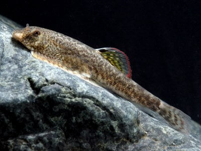 Myers Hillstream Loach - Pseudogastromyzon Myersi