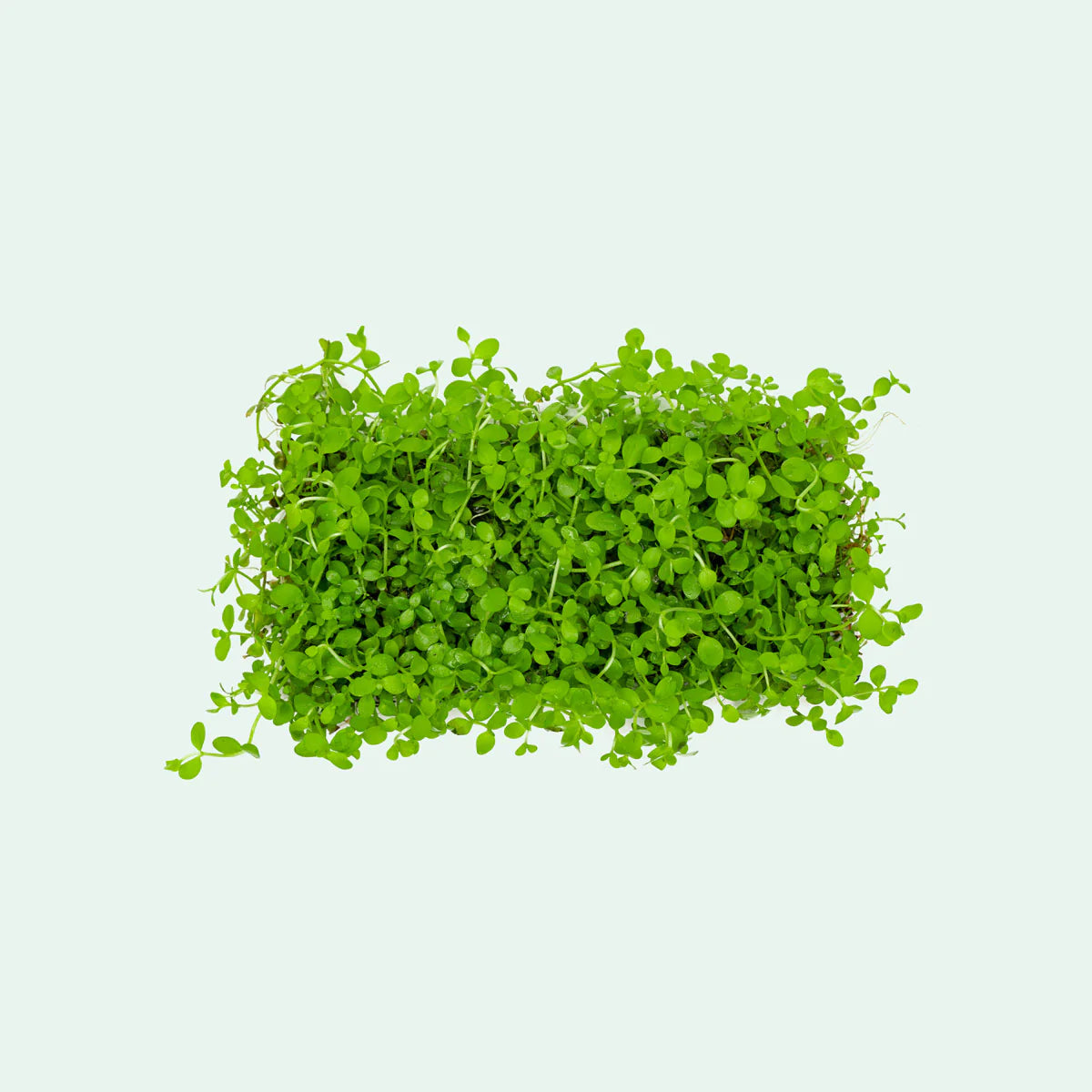 Monte Carlo (Micranthemum) on mat