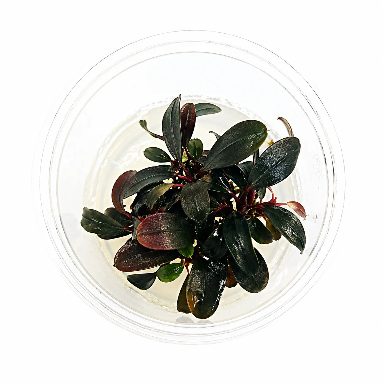 Bucephalandra 'Brownie Ghost' Ulu Kapus - Tissue culture