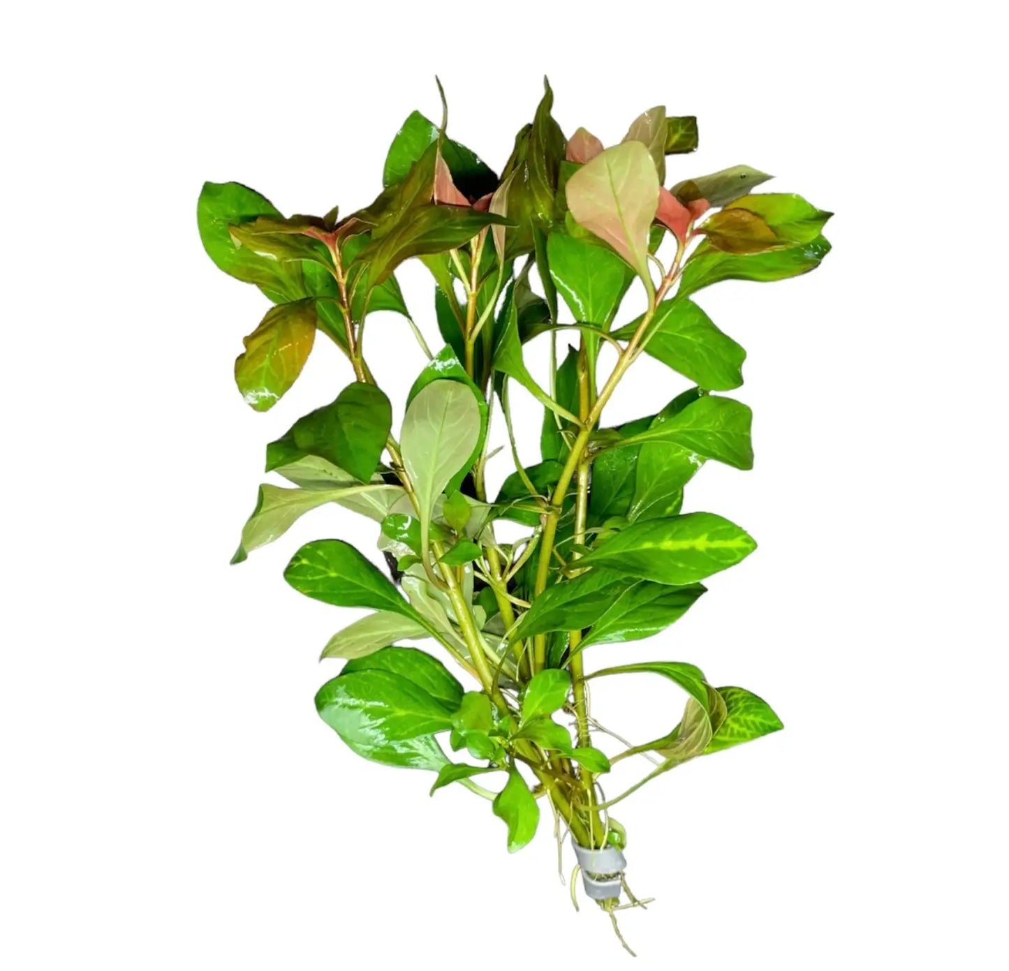 Ludwigia Ovalis - Bunch