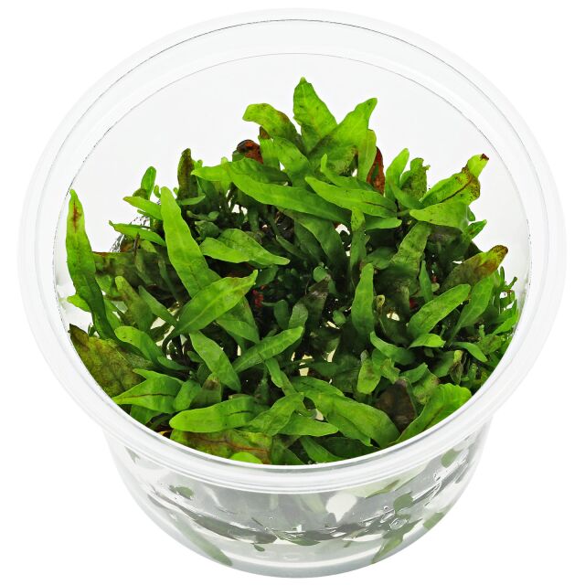 Java fern (Microsorum pteropus 'Narrow Leaf Red')- Tissue Culture