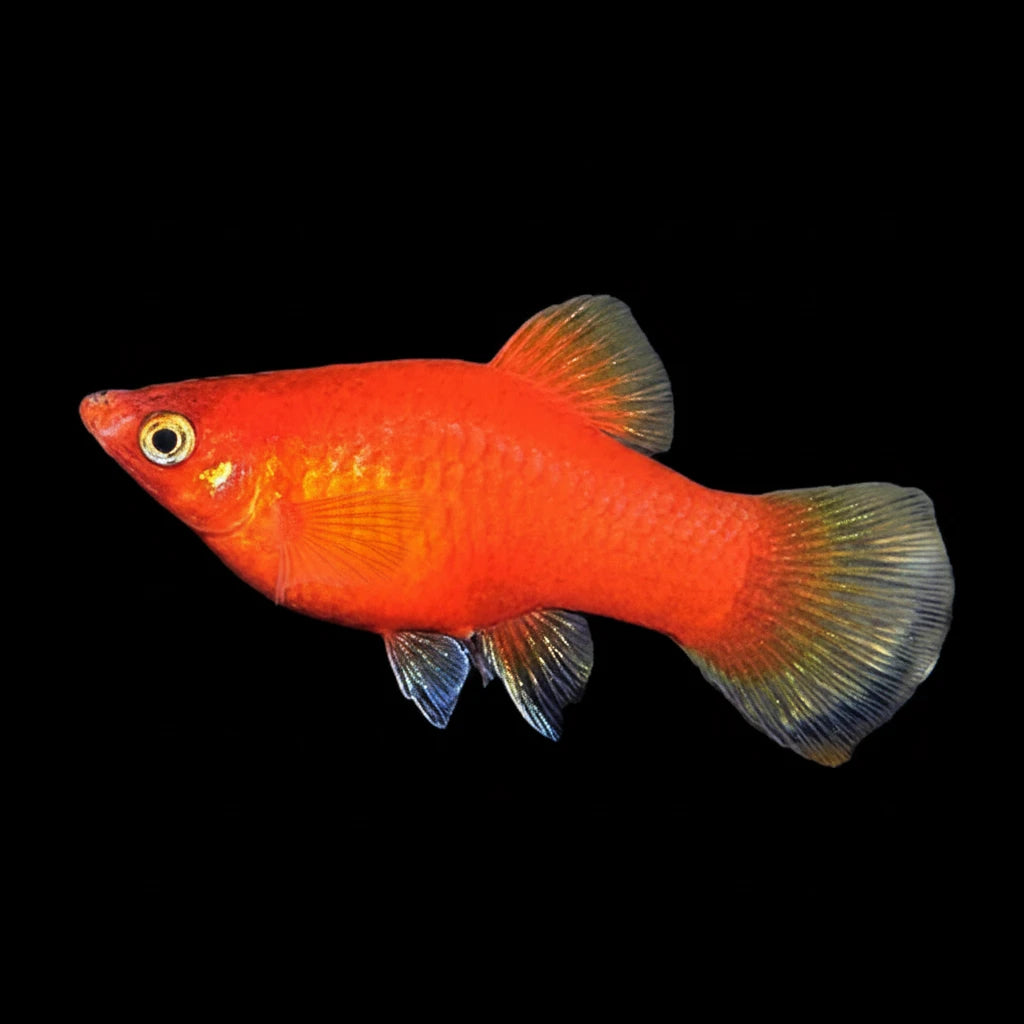 Red Platy Concrete Blonde Aquatics