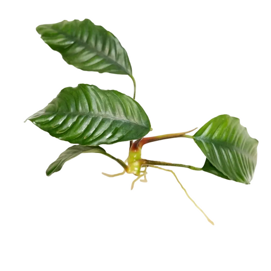 Anubias barteri var. 'Coffeifolia' Large Tropica