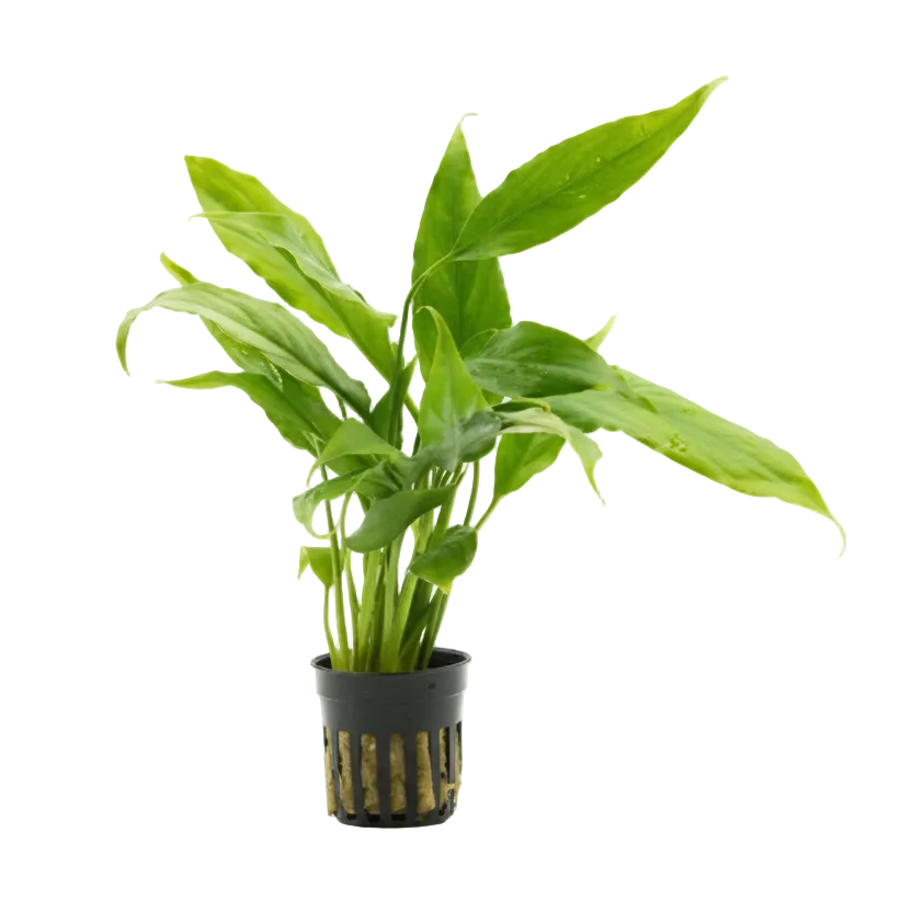 Brazil Sword - Spathiphyllum Tasson ( Peace Lily) Potted Tropica