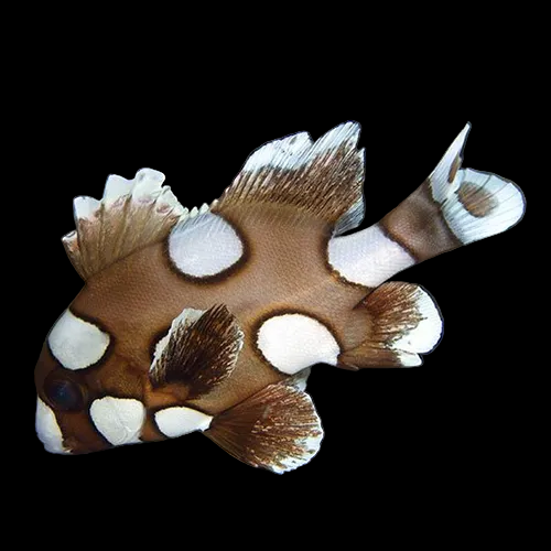 Harlequin Sweetlips Md