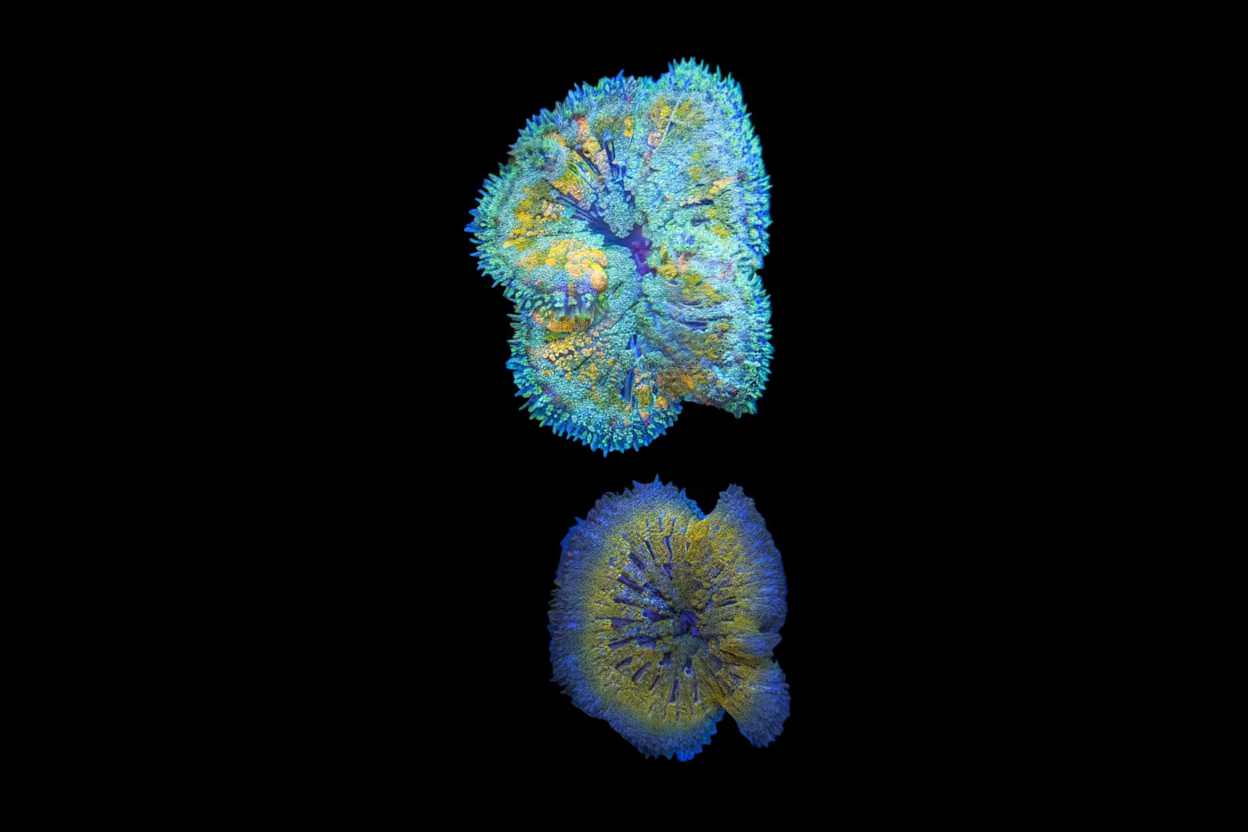 Minimax Carpet Anemones various colours Concrete Blonde Aquatics