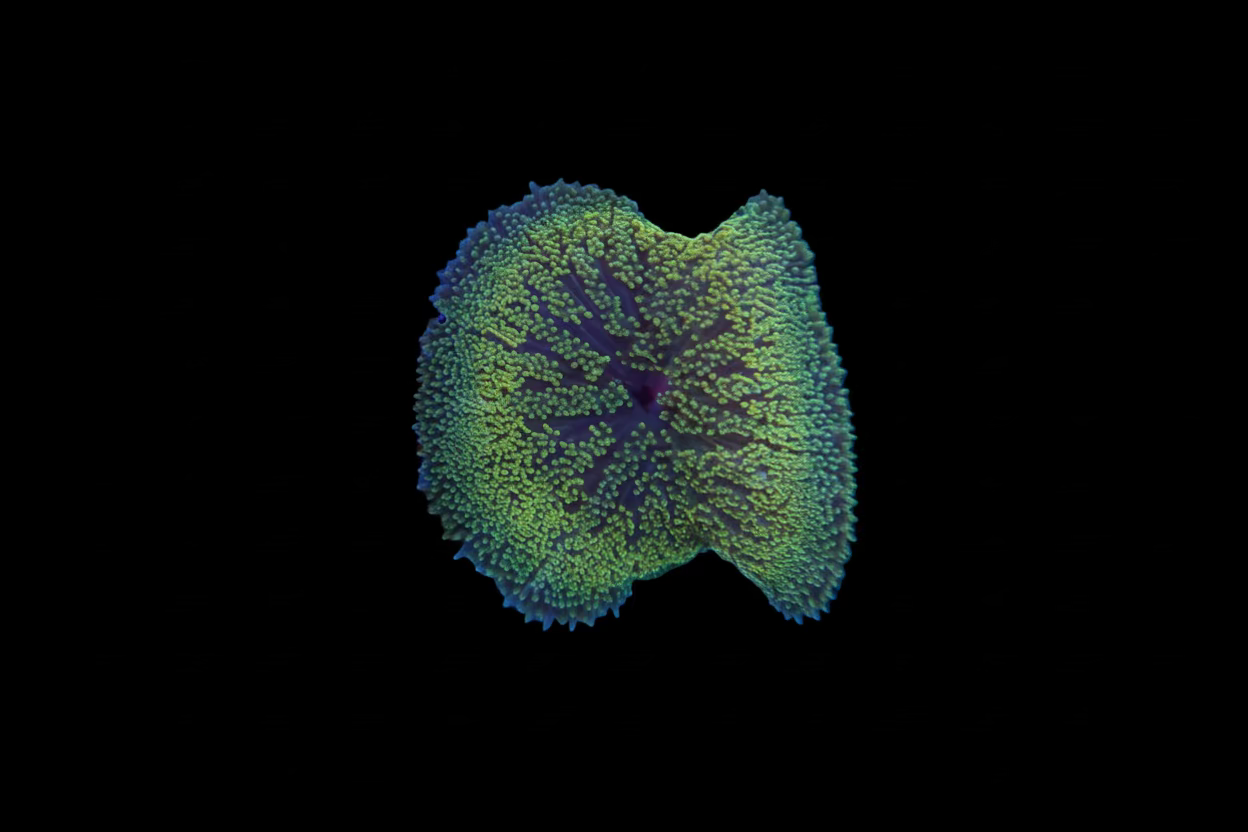 Minimax Carpet Anemones various colours