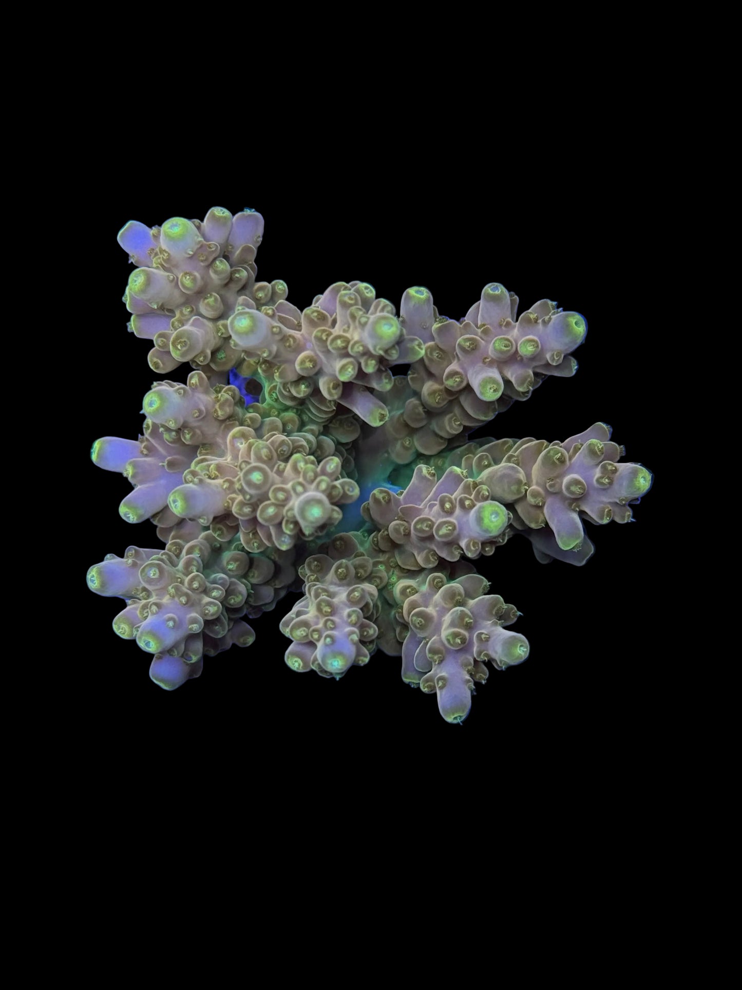 Indo Acropora Wysiwyg