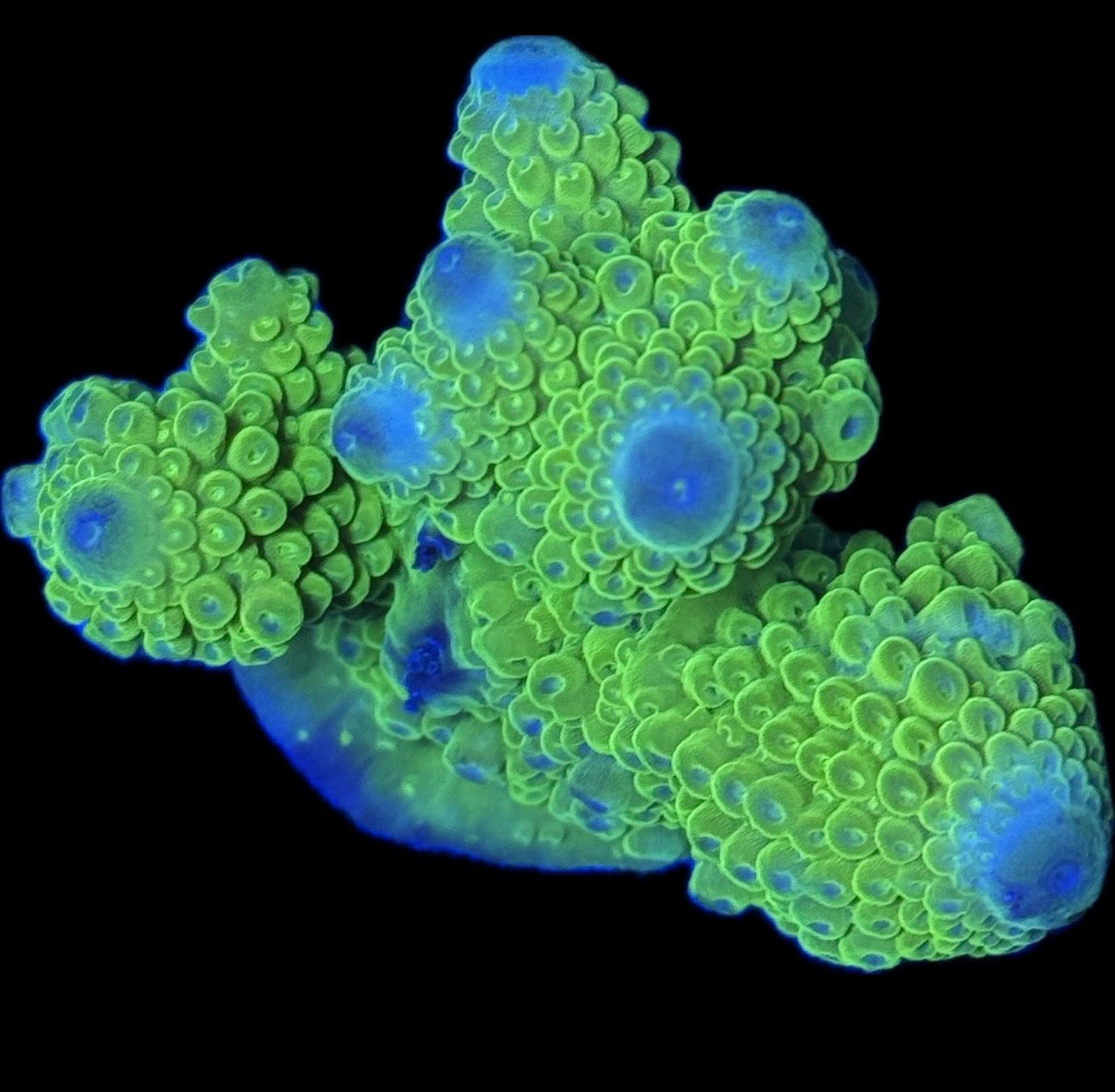 Laserbeam Acropora WYSIWYG