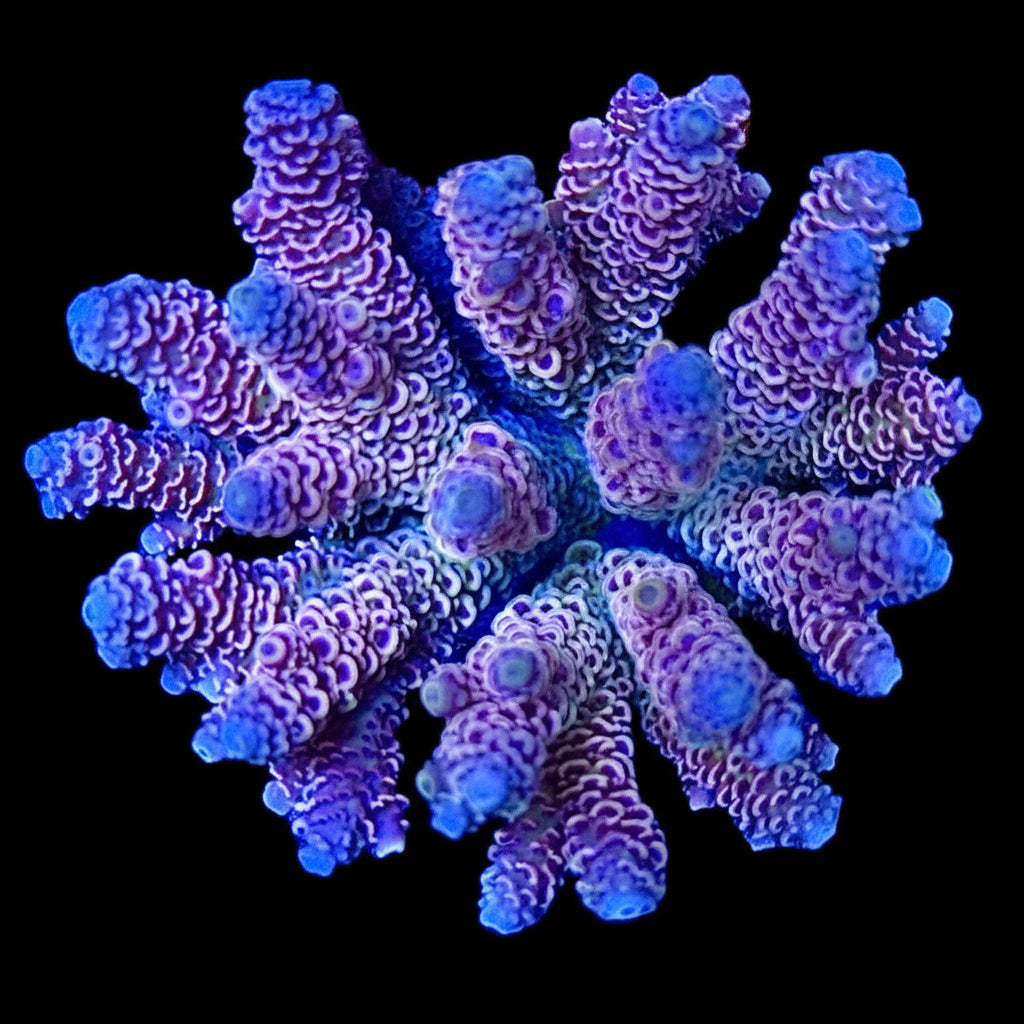 Indo Rainbow Acropora WYSIWYG