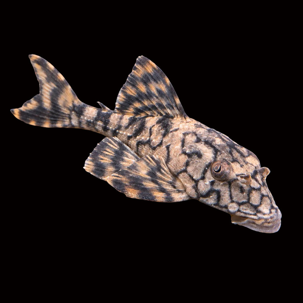 L137- Honeycomb Pleco Afishionados