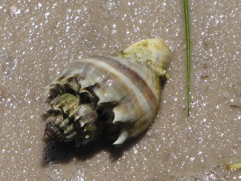 Crown Conch
