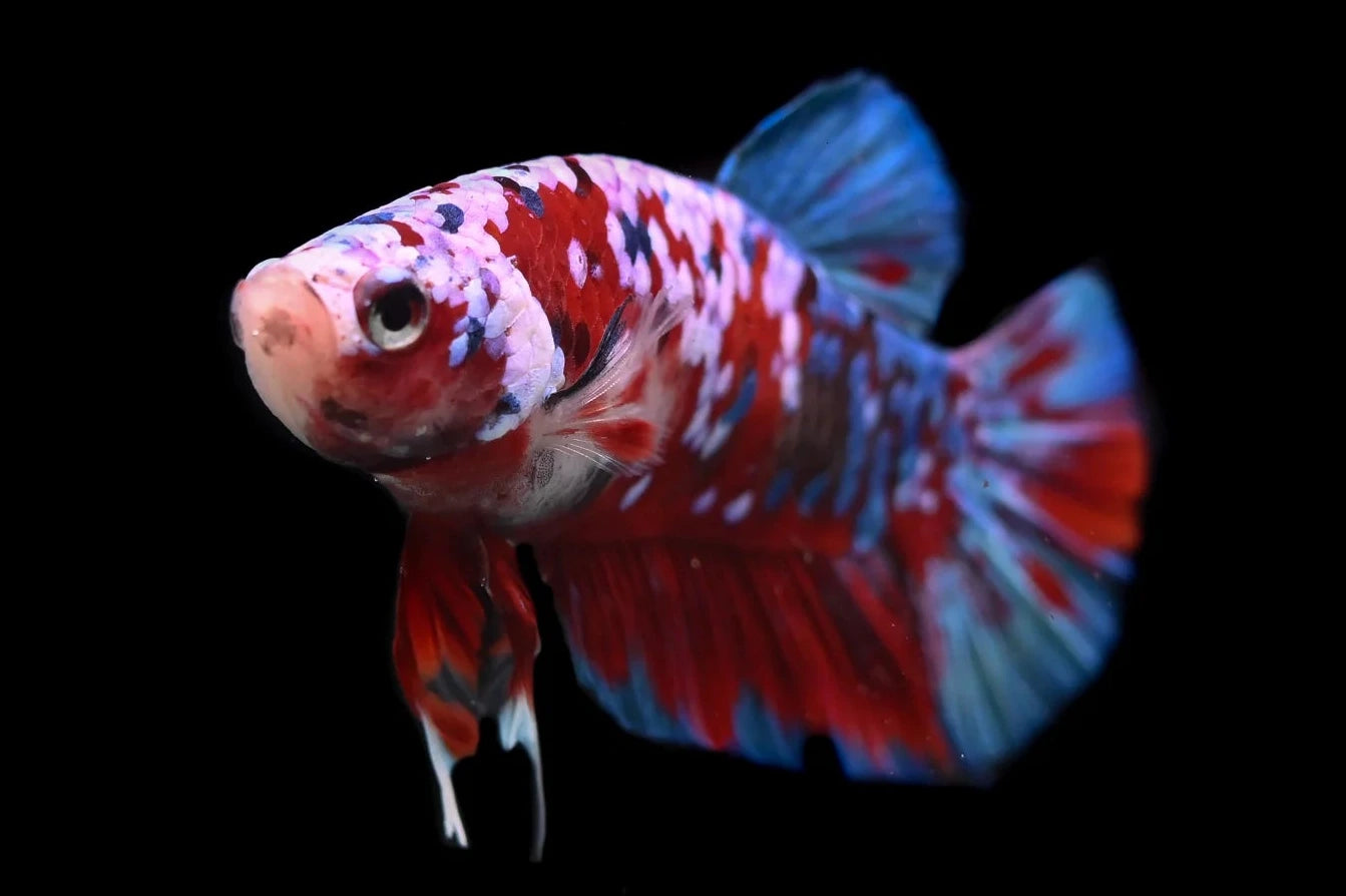 Betta Plakat Halfmoon Koi Male
