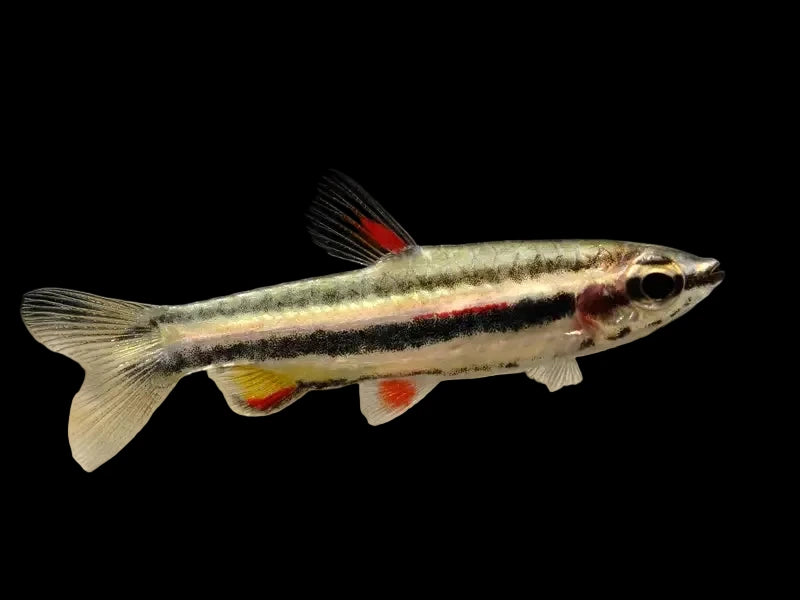 Dwarf Pencilfish - Nannostomus marginatus
