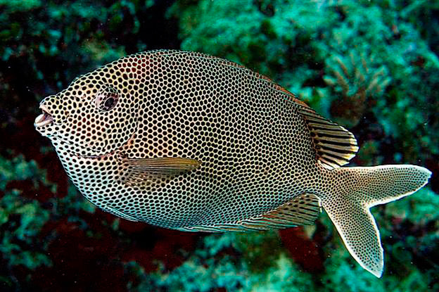 Star Spotted Rabbitfish (Siganus stellatus) Concrete Blonde Aquatics