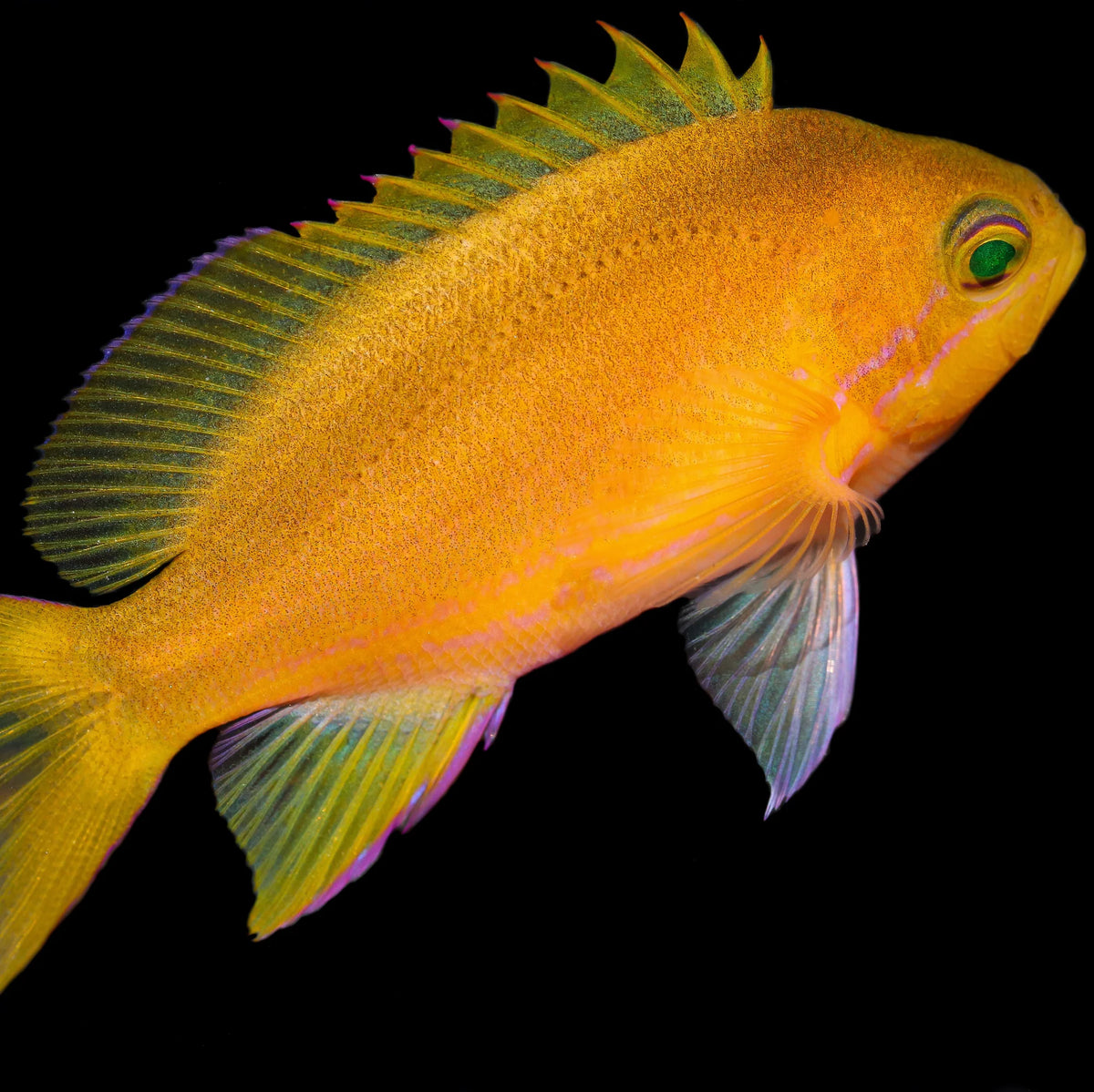 Captibe Bred Pink Squareback Anthias Biota Aquariums