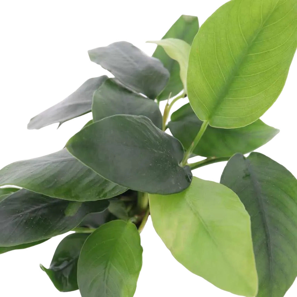 Anubias Nana (Anubias barteri var. nana)